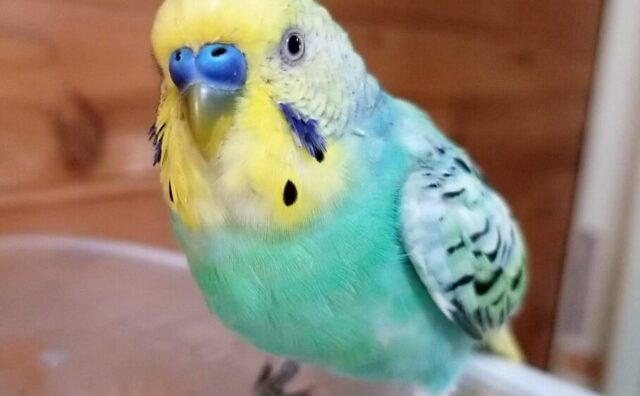 オカメ ズ えだまめ学校 ベタベタインコの写真 ゆるかわ鳥のイラスト イラストの描き方を発信