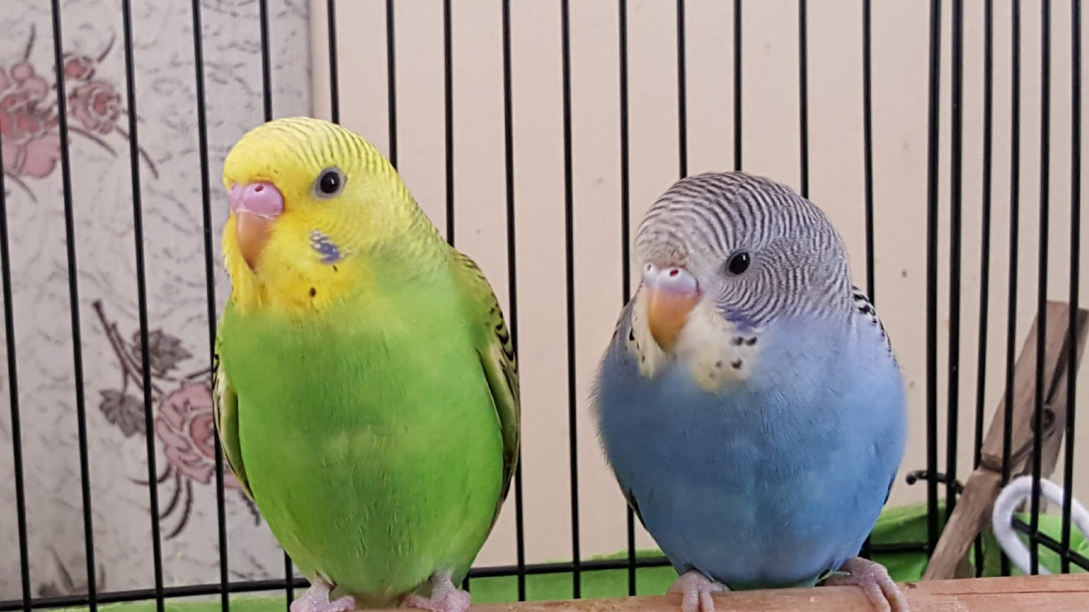 セキセイインコのオスとメス雛の見分け方!オスとメスの違いについて オカメ〜ズ えだまめ学校
